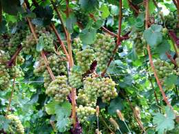 Videira com muitos frutos